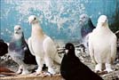 pigeon takla turquie lemaire